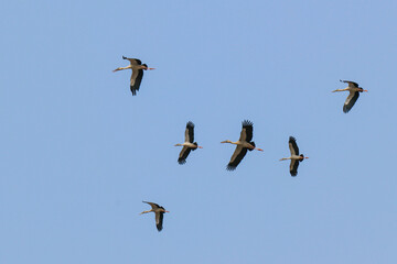 Birds are flying in the sky
