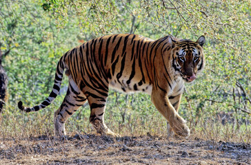 Royal Bengal Tiger