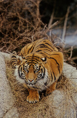 Sumatran tiger