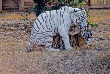 Copula white and yellow Bengal Tiger