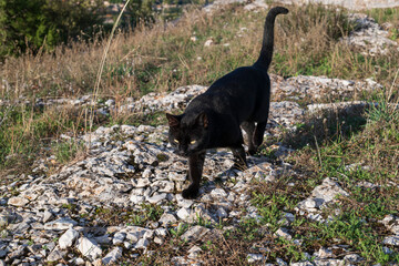 Single black cat with yellow eyes walking on the ground outside in the wild