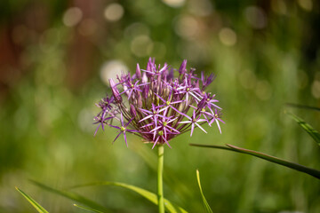 Allium cristophii, the Persian onion or star of Persia, is a species of flowering plant in the family Amaryllidaceae.