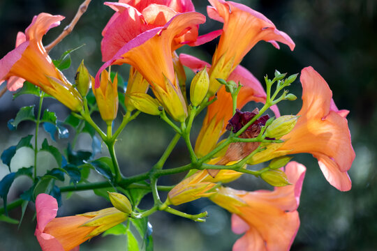 Tropical flower campis in the garden on blue sky background..