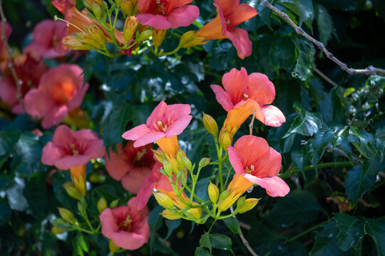 Tropical flower campis in the garden on blue sky background..