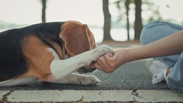 Beagle dog pet learning to give paw on command and getting treats at public park. Dog owner training tricks dog, Teaching discipline and obedient behavior through play