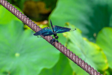 チョウトンボ © PINO