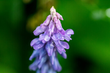 Vicia cracca purple flower with dew drops, macro view.
