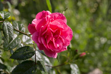 Fototapeta premium Rosa camelot - A pink climbing rose in full bloom