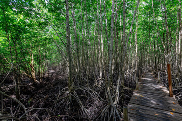 Obraz premium The natural background of the mangrove forest, with many types of trees growing along the coast. The beauty of the ecosystem and is a shelter or nursery for small aquatic animals.