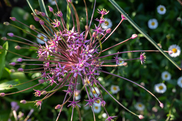 Allium schubertii, which has various common names including ornamental onion, flowering onion, tumbleweed onion and Persian onion