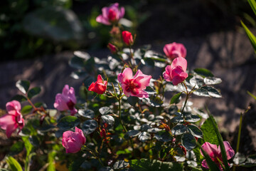 Rose 'for your eyes only' A compact shrub rose to about 90 cm tall and wide, with glossy, dark...
