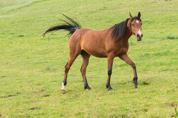 Fototapeta premium Junges Pferd läuft über die Weide