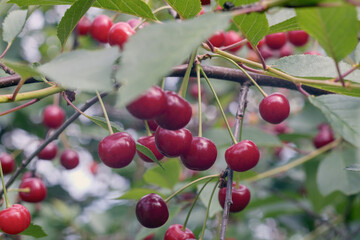 trees with red cherry berries