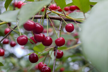 trees with red cherry berries