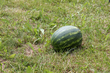 
watermelon laid on the grass in the field