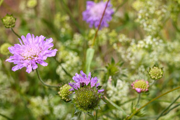 
lilac flowers in the garden with a bee on one flower