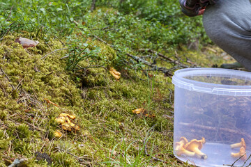 
mushroom picker in the forest with a bucket and scattered mushrooms in it
