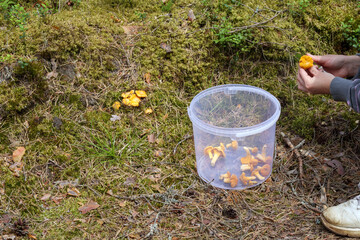 
mushroom picker in the forest with a bucket and scattered mushrooms in it