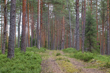 
forest in the morning with a walking path on it
