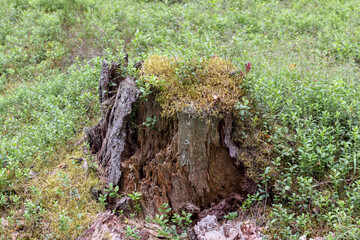 
a stump in the forest overgrown with moss