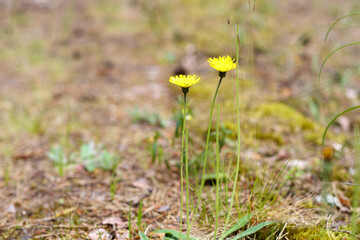 A pair of yellow flowers in the meadow