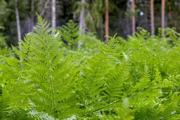 
green fern leaves in the forest
