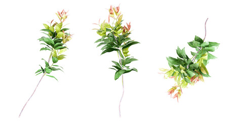 Isolated leaves branch on white background