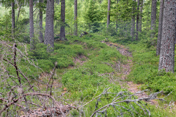 Obraz premium a well-trodden and driven path in the forest