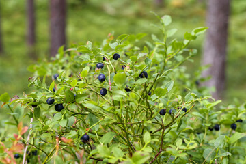 
wild blueberry plant with berries on it