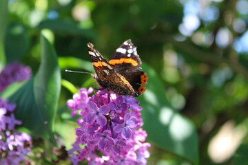 butterfly sitting lilac flowers