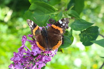 butterfly sitting lilac flowers