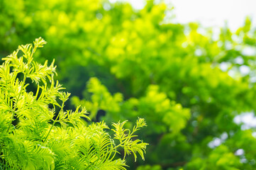 メタセコイヤの新芽