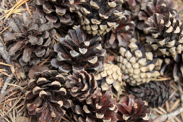pine cones background