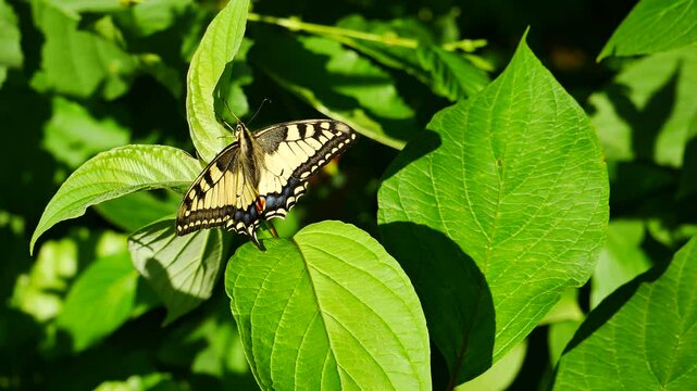 Papilio machaon sits on a bush branch.