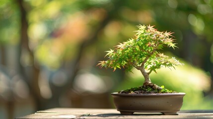 Blurred backdrop and space for text behind young Japanese maple bonsai leaves