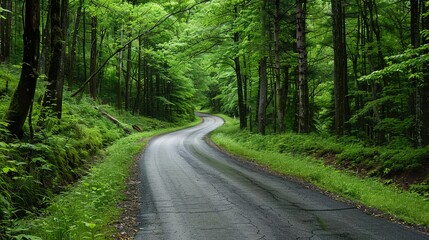 Obraz premium Picturesque Road Winds Through a Lush Green Forest