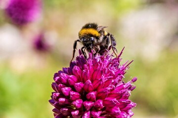 Close-up of a bee pollinating the flower