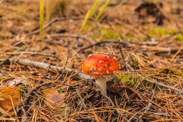 Amanita muscaria  in the forest