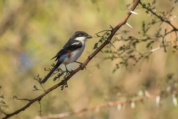 Fototapeta premium Shrike perched on a thorn tree branch