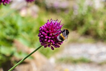 Bee flies to the flower