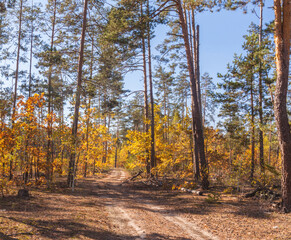 Sunny autumn day in forest clearings.