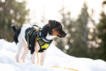 jack russell terrier in snow