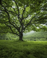 Fototapeta premium Exploring forest rejuvenation projects, showcasing the dedication and techniques employed to revive and safeguard woodland regions.