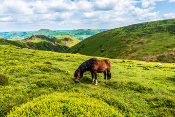 Brown wild horse standing on a hill with mountains in the background