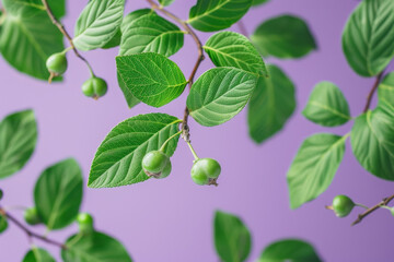 Green Unripe Berries and Leaves on Branch Against Soft Purple Background
