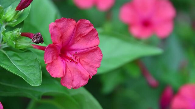 Blooming four o'clock flower in garden.  Marvel of Peru, Mirabilis jalapa yellow pink flowers
4 o clock
