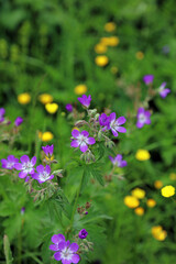 Obraz premium Closeup of Wood Cranesbill flowers, North Yorkshire England 