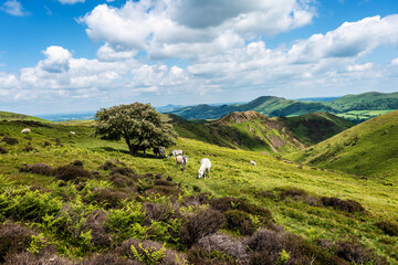 Wild horses grazing on a hill