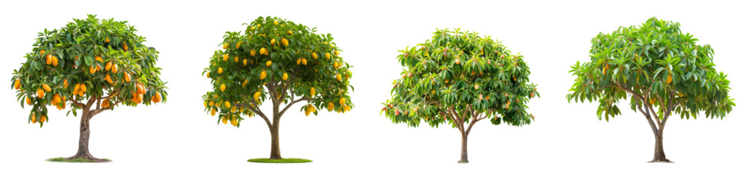 mango trees collection with mangos isolated on transparent background