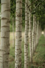 Windbreak tree rows, showcasing the natural barriers created by strategically planted trees to reduce wind erosion.